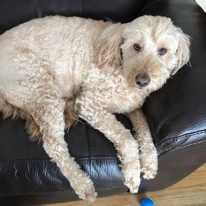 Meet your Posher, Haley